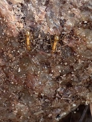 Formica pallidefulva