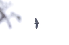 Morphnarchus princeps