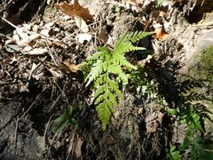 Asplenium onopteris