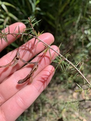 Acacia ulicifolia