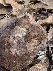 Formica pallidefulva