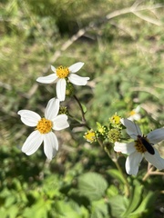 Bidens alba