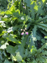 Erodium cicutarium
