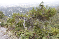 Widdringtonia nodiflora