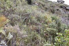 Indigofera candolleana