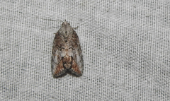 Etanna clopaea