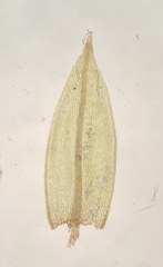 Ptychostomum rubens