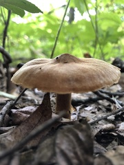Cortinarius distans
