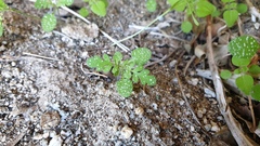 Eucrypta chrysanthemifolia bipinnatifida