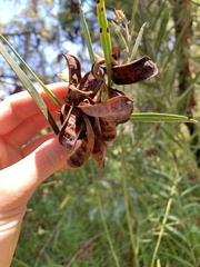 Acacia suaveolens