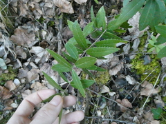 Phillyrea angustifolia