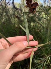 Acacia suaveolens