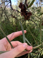 Acacia suaveolens