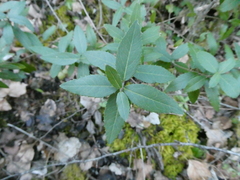 Phillyrea angustifolia