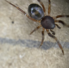 Phrurolithidae