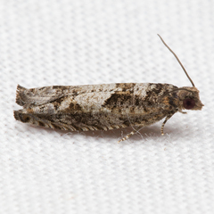 Pseudexentera hodsoni