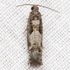 Pseudexentera hodsoni