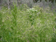 Poa bulbosa