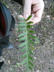 Polypodium interjectum