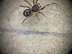 Phrurolithidae