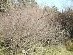 Salix