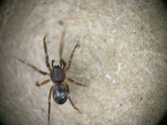 Phrurolithidae