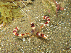 Stenopus hispidus