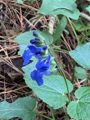 Salvia scutellarioides