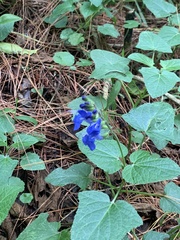 Salvia scutellarioides