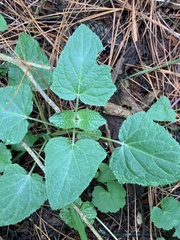 Salvia scutellarioides