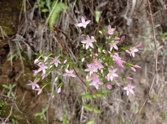 Centaurium