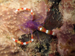 Stenopus tenuirostris