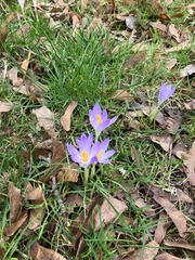 Crocus tommasinianus