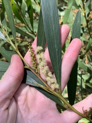 Acacia floribunda