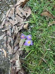 Crocus tommasinianus
