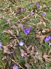Crocus tommasinianus