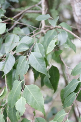 Maytenus acuminata