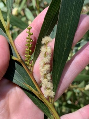 Acacia floribunda