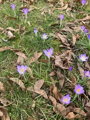 Crocus tommasinianus