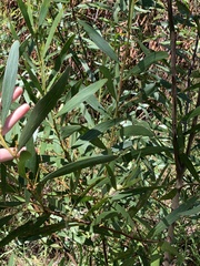 Acacia floribunda