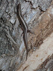 Cryptoblepharus pannosus