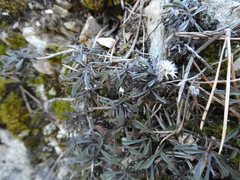 Globularia repens