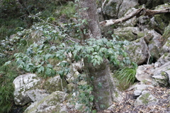 Maytenus acuminata