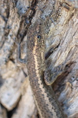 Cryptoblepharus pannosus