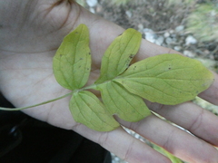 Valeriana officinalis