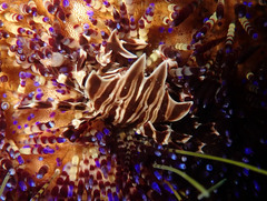 Zebrida adamsii