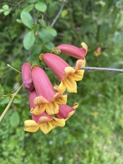 Bignonia capreolata