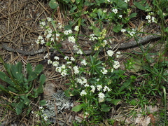 Galium estebanii