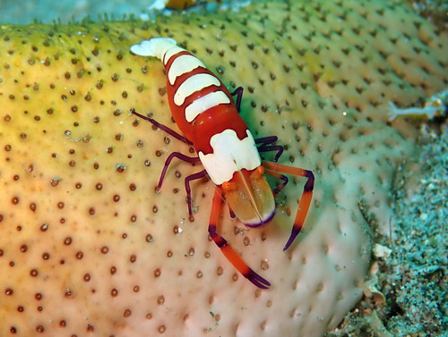 Emperor Shrimp