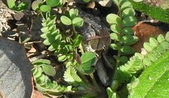 Biserrula pelecinus